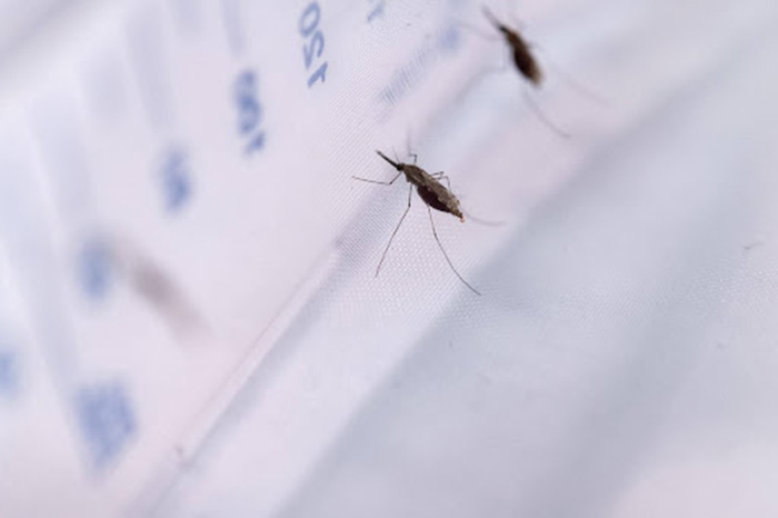 Anopheles mosquitoes in the Target Malaria lab. (Courtesy photo)