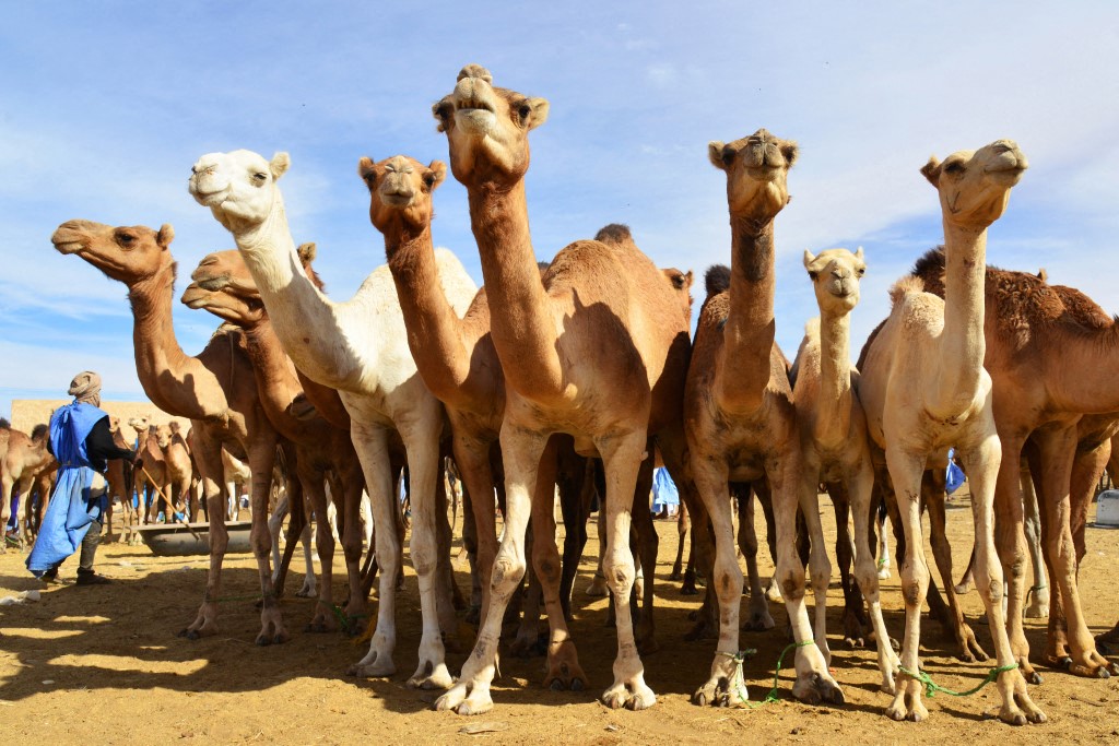 In 2024, the government estimated there were around 2.2 million camels in the kingdom. (AFP photo)