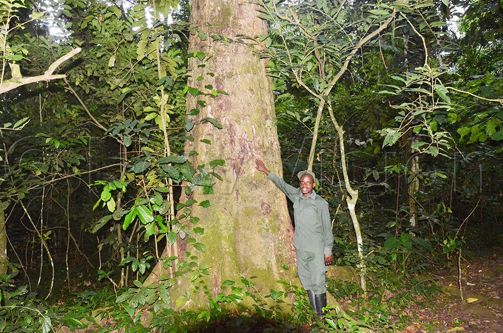 Pathias Katururwa, the nature site guide, showing the trunk of Plunas Africana, one of the indigenous species which were planted in Karinzu Central Forest Reserve. (Photo by Isaac Nuwagaba)