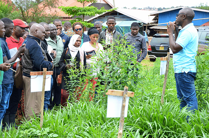 Abalunzi nga basomesebwa ku bika by'omuddo gwe balina okulima.
