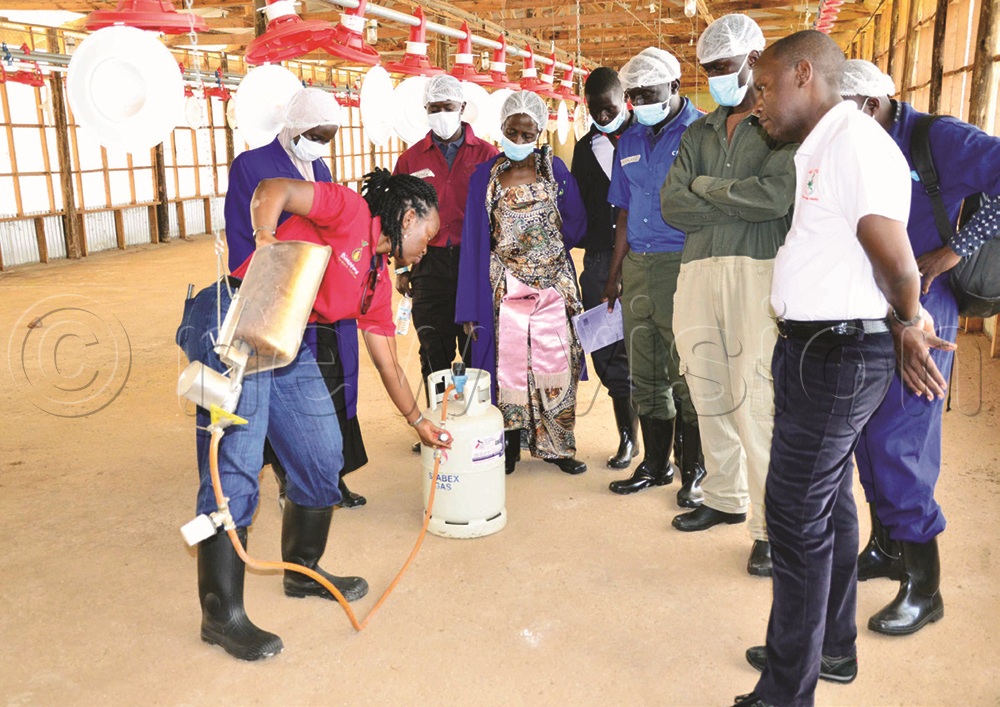 Gabindadde showing how biogas is used in the brooder house.
