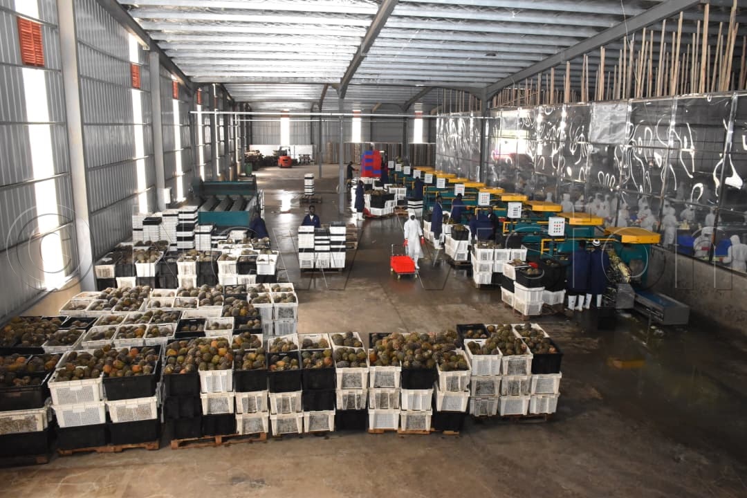 Pineapple processing plant. (Credit: Simon Peter Tumwine)