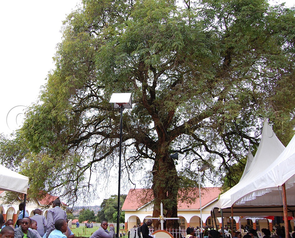 A spectacle of the 147-year-old Mapeera Tree at Kisubi Mapeera SS Grounds. (Photo by Mathias Mazinga)