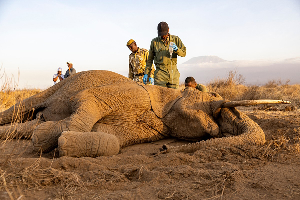 Veterinary officers from the Sheldrick Wildlife Trust and Kenya Wildlife Service (KWS) attend to a male elephant lying on the ground after falling ill at Kitenden B Community Conservancy in Amboseli, Kajiado County, on August 12, 2026.