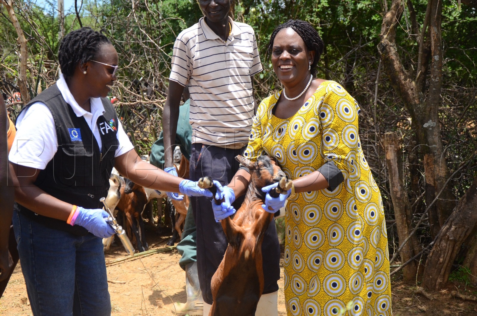 Hon Rose Kabagyeni omuwabuzi w'omukulembeze w'eggwanga ku nsonga z'obulimi ng'ayambako omusawo w'ebisolo okugema embuzi e Karamoja.