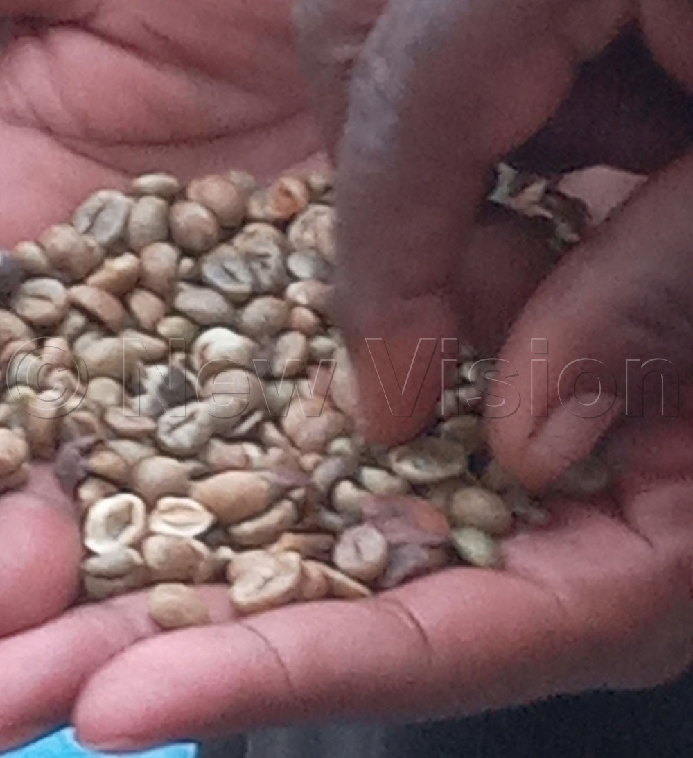 Coffee prices drop in Ibanda district