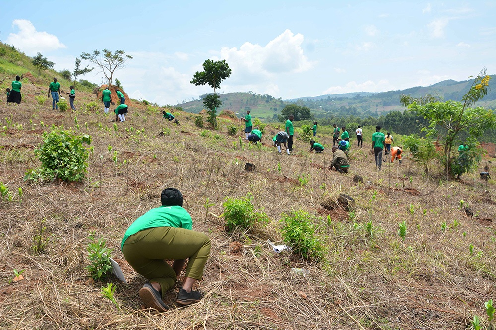 Residents and students planting trees at degraded Kihomboza Hill. (Photo by Peter Abaanabasazi)