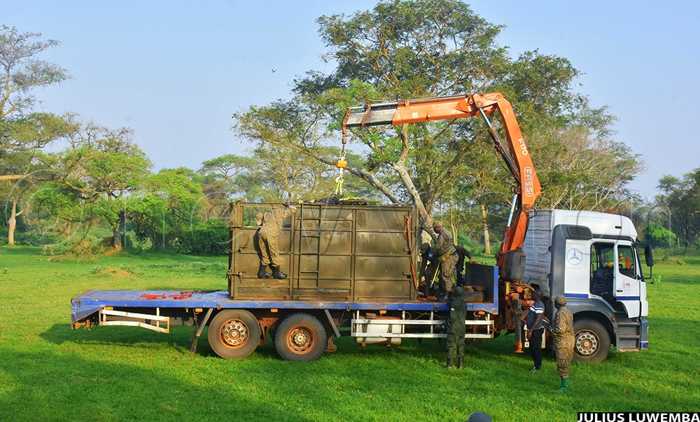 One of the rhinos placed into the crates, being loaded onto a truck to be transported to Ajai wildlife reserve in Madi Okollo district. (Photo by Julius Luwemba)