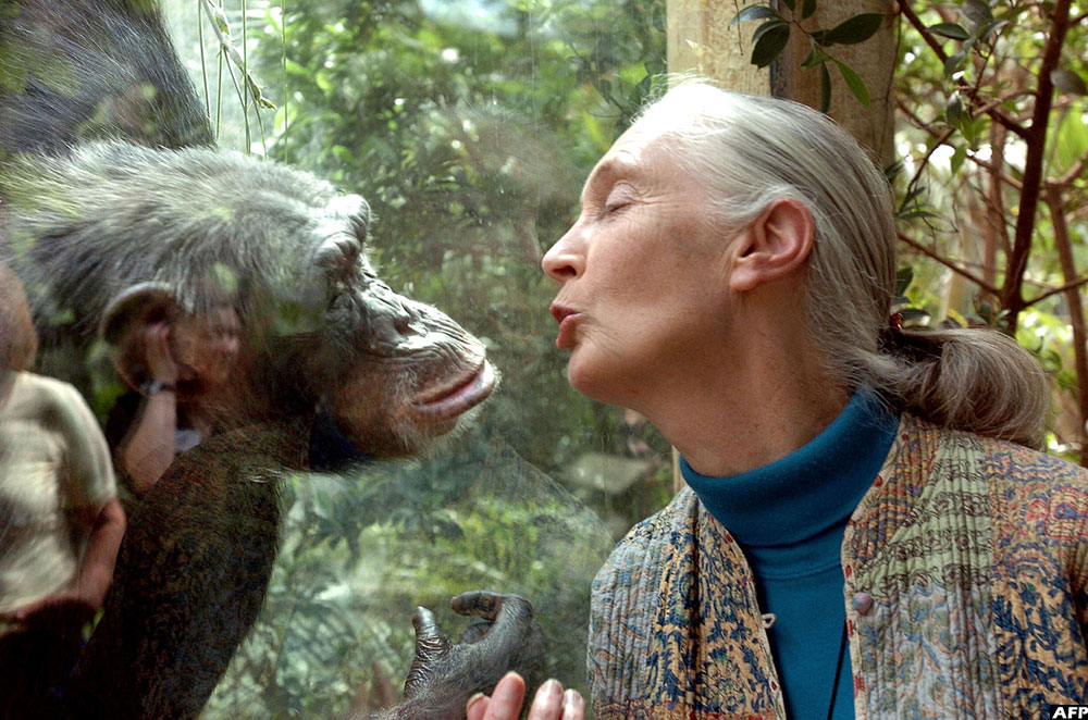 Jane Goodall communicates with chimpanzee Nana, on June 6, 2004 at the zoo of Magdeburg in eastern Germany 
