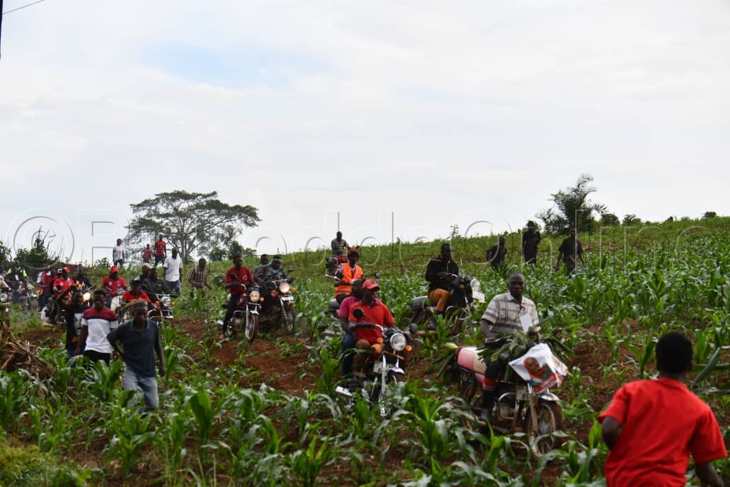 Abamu ku bawagizi nga basalinkiriza mu kasooli okunoonya ekkubo we bayita.