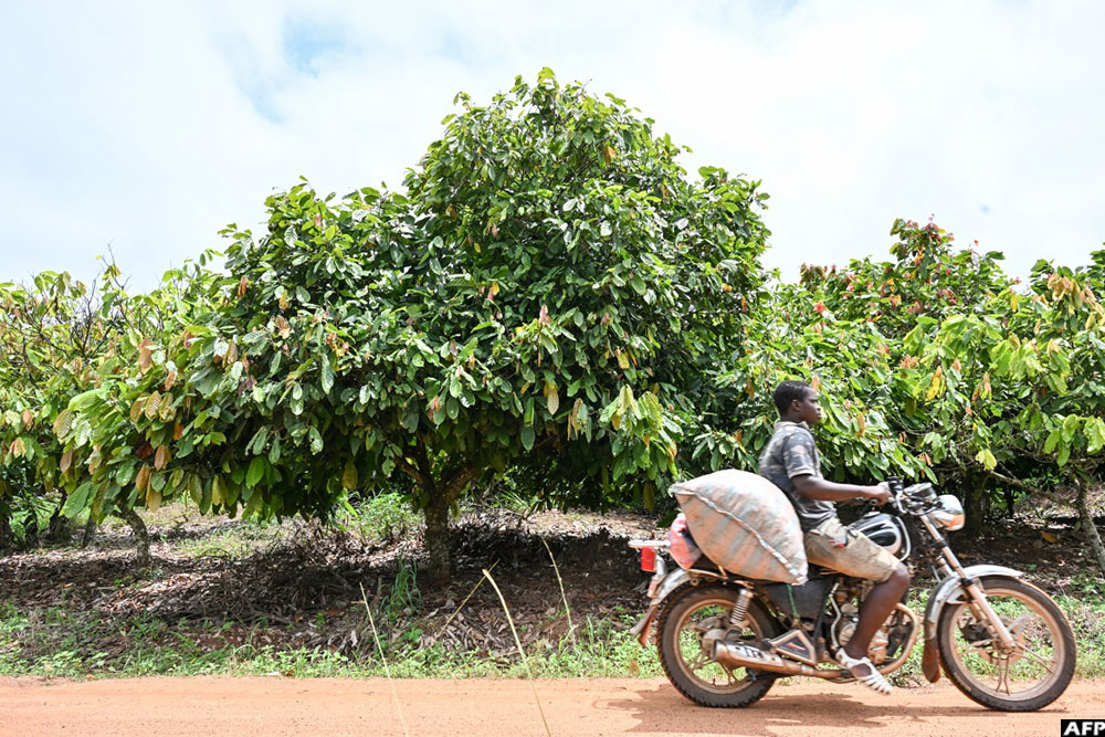 A motorcyclist rides past a cocoa plantation near Bouafle, Ivory Coast