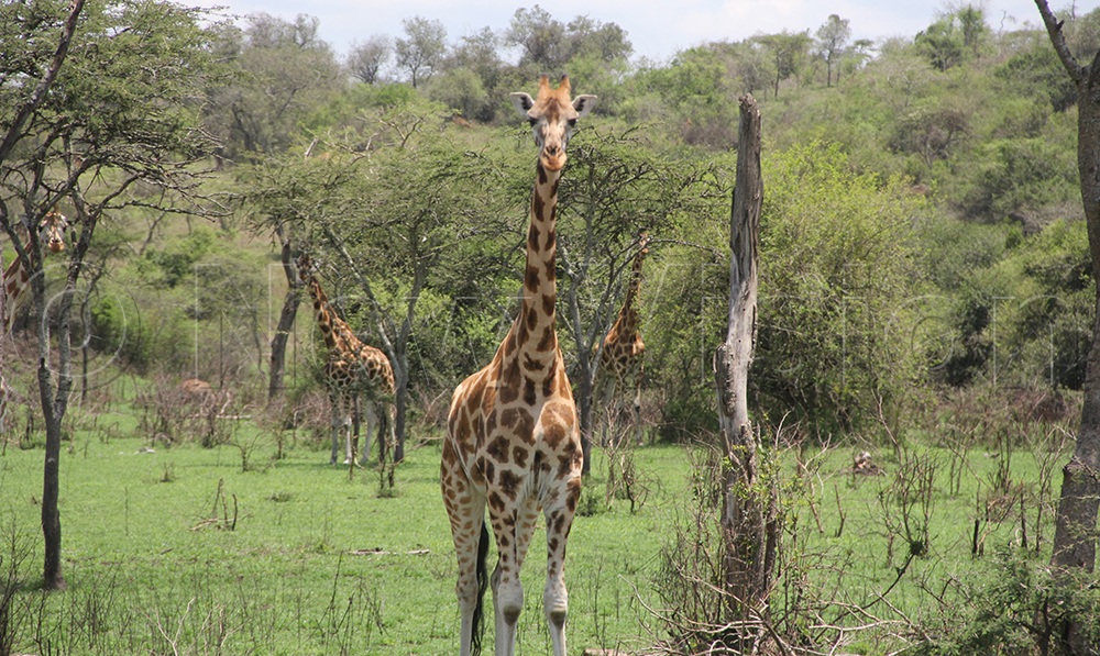 The graceful giraffes inside Lake Mburo National Park.