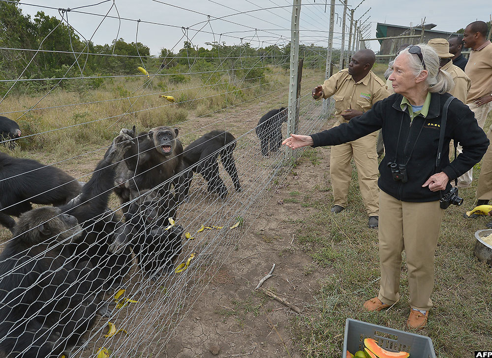 Goodall feeds rescued chimpanzees on July 14, 2016 at the Sweetwaters sactuary, Kenya's only great-ape sanctuary, within Ol Pejeta Conservancy, near Nanyuki, in Laikipia County, Kenya