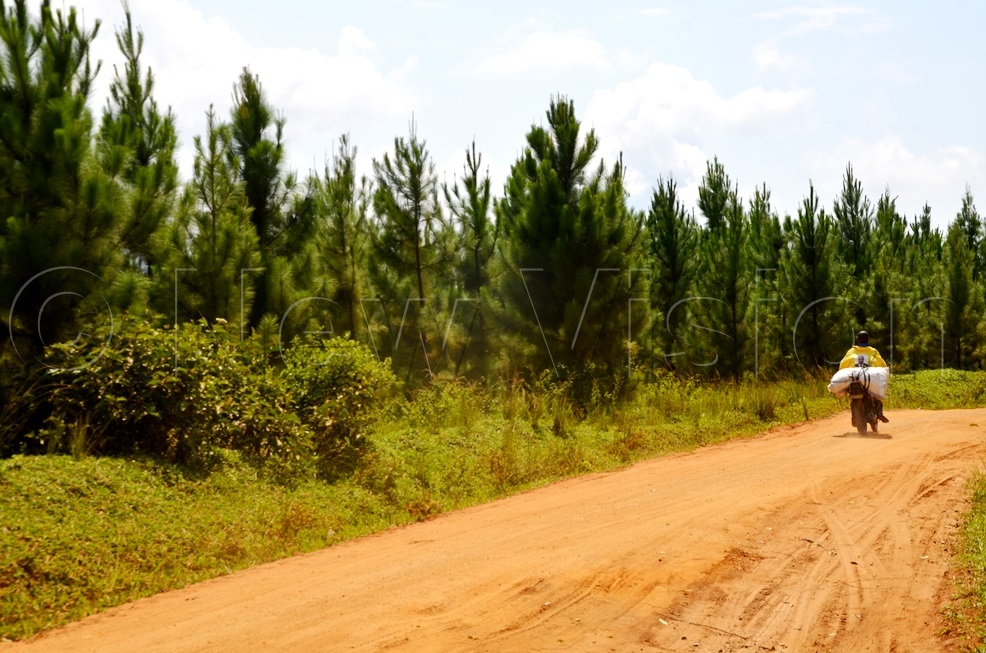 Some of the pine forests planted by a local businessman, Joseph Kimera, on NFA land in Bukakata subcounty in Masaka district. (Credit: Dismus Buregyeya)