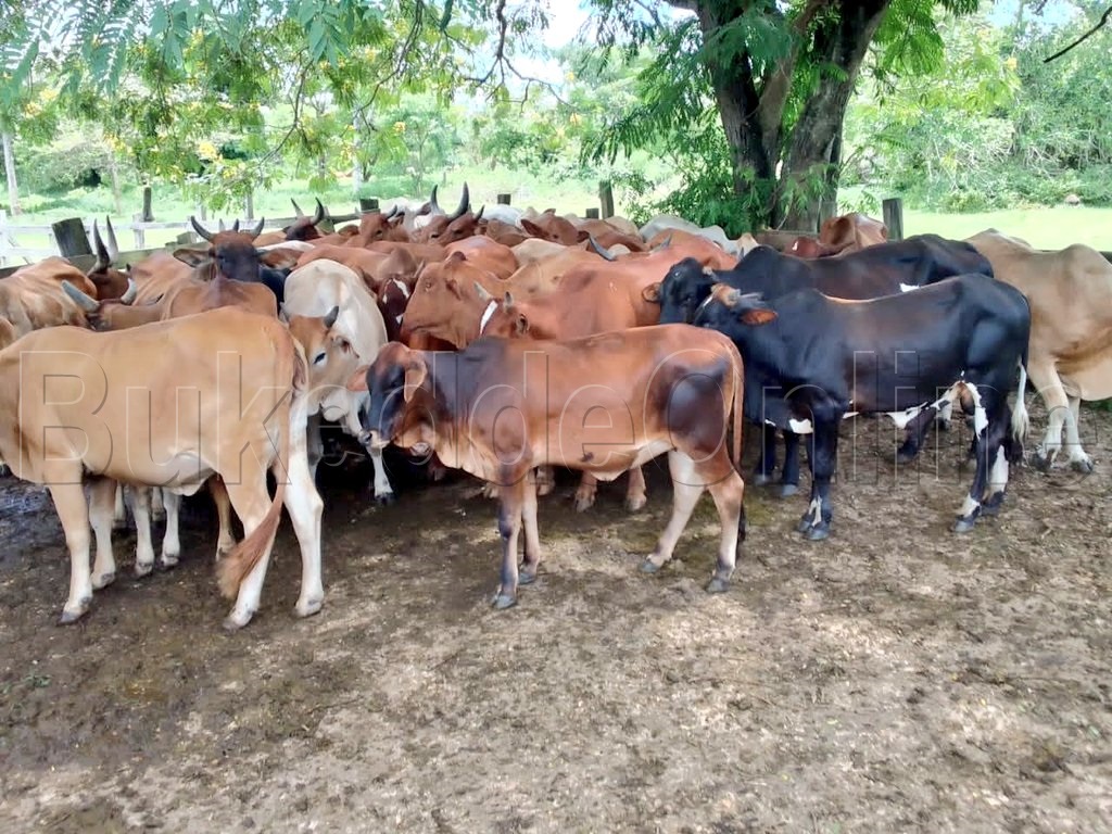 Ezimu ku Nte ezikwatiddwa