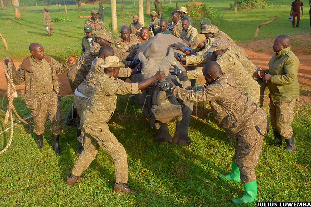 The exercise which saw four rhinos being reintegrated back to the wild, is part of the wider rhino conservation strategy aimed at repopulating the number of rhinos in the wild. (Photo by Julius Luwemba)