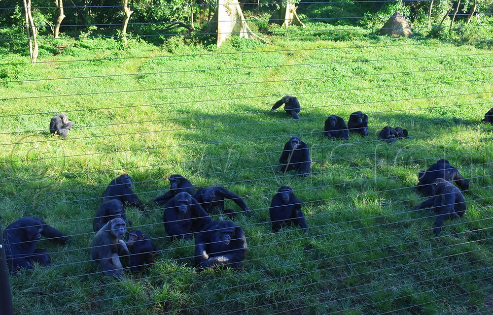  Chimpanzees lying in serenity at Ngamba island on Lake Victoria. (Photo by Julius Luwemba)