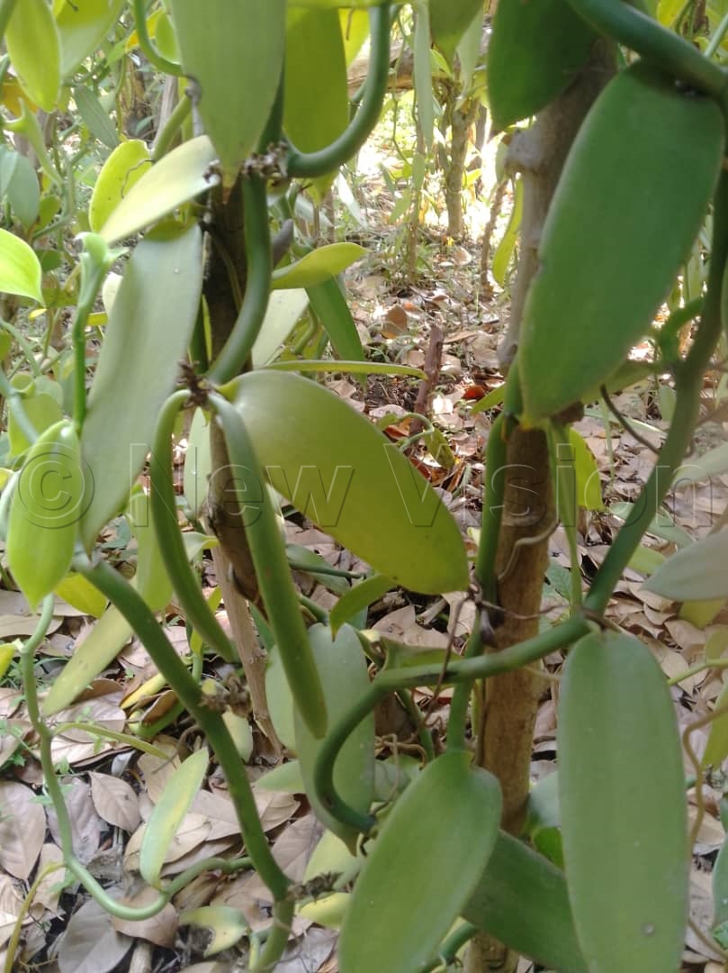 One of the vanilla gardens in Rukoki sub-county of Kasese District with beans pending to be harvested. (Credit: Samuel Amanyire)Julius Rukara, the Kasese District principal, agricultural officers, urging farmers to harvest mature vanilla beans to maintain quality (Credit: Samuel Amanyire)
