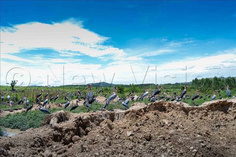 The Buyala site in Mpigi district that was acquired by KCCA as a garbage dumping site. (Credit: Eddie Ssejjoba)