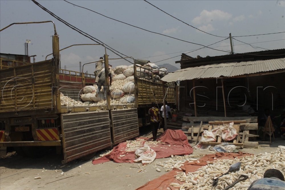 Cassava crisis in Kasese causing food insecurity New Vision Official