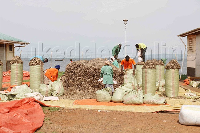Aba mukene nga bamupakira mu nsawo okumutwala mu katale ku mwalo e Kiyindi mu disitulikiti y'e Buikwe.