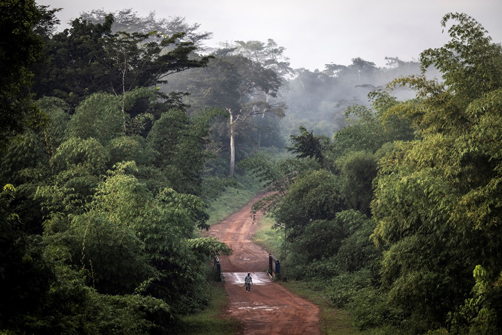 A man walks along a forested road on the outskirts of Bopolu on November 15, 2021. When Liberia’s government signed an agreement with a little-known Dubai company run by a royal sheikh in 2023, the "carbon credit" deal promised to protect vast tracts of forests and offset big polluters' emissions. (Credit: AFP)