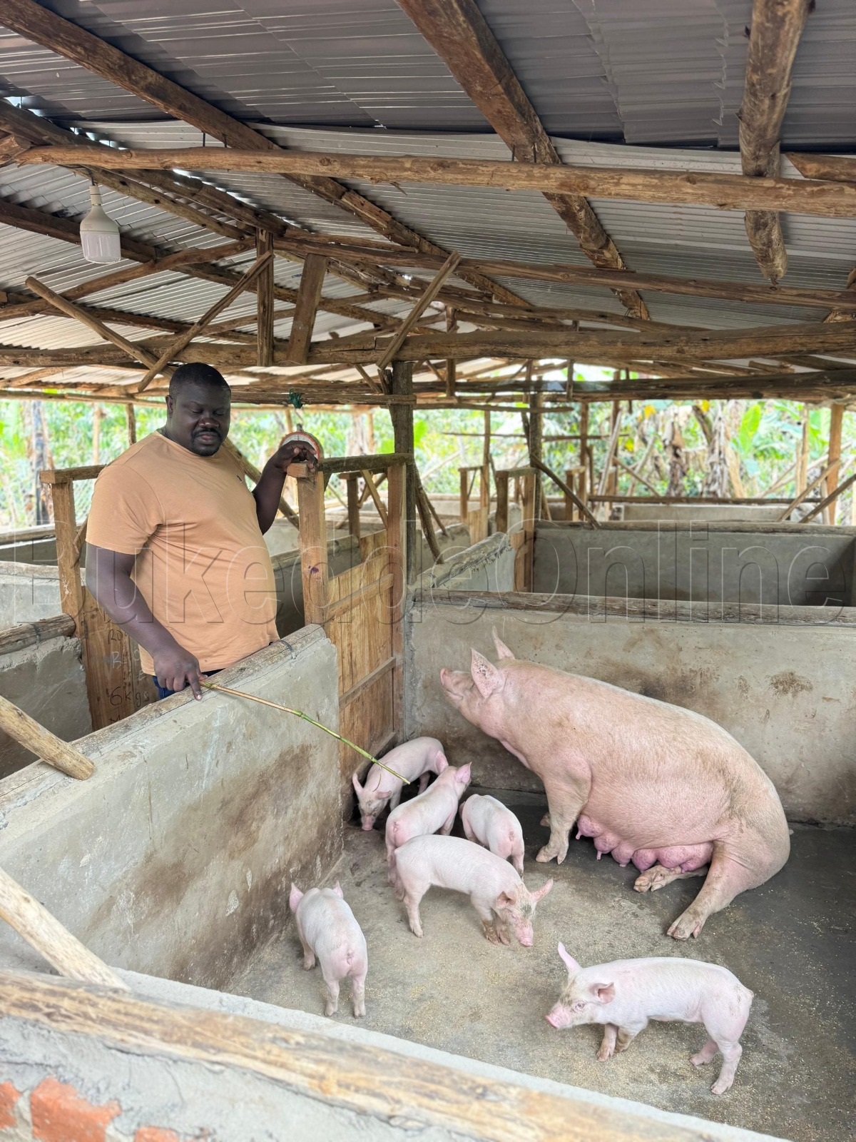 Majembere ng'ali ku kiyumba ky'embizzi ze