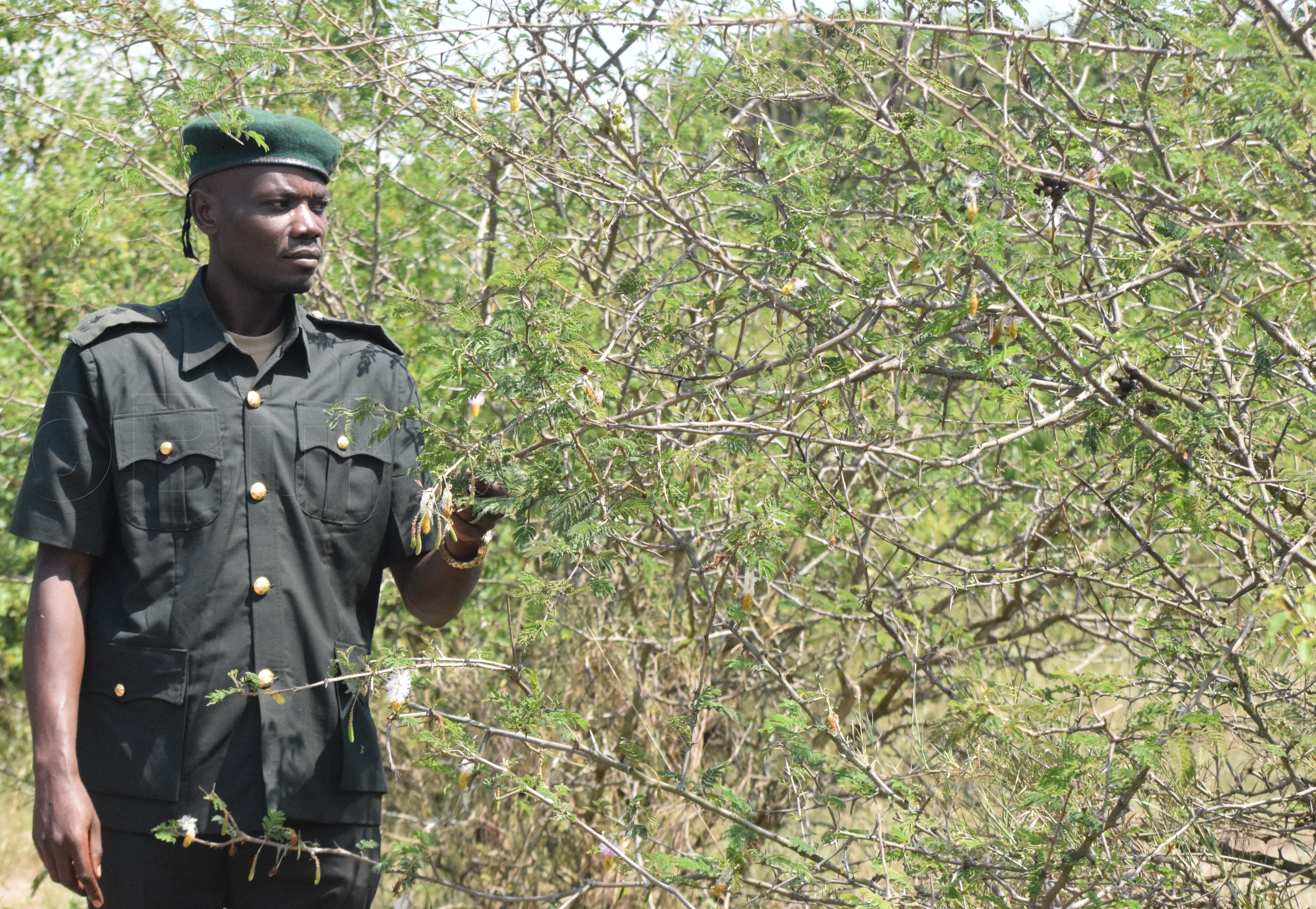 Filemon Tumwebaze ng'alaga akalemanjojo akafuuse ekizibu mu ddundiro.