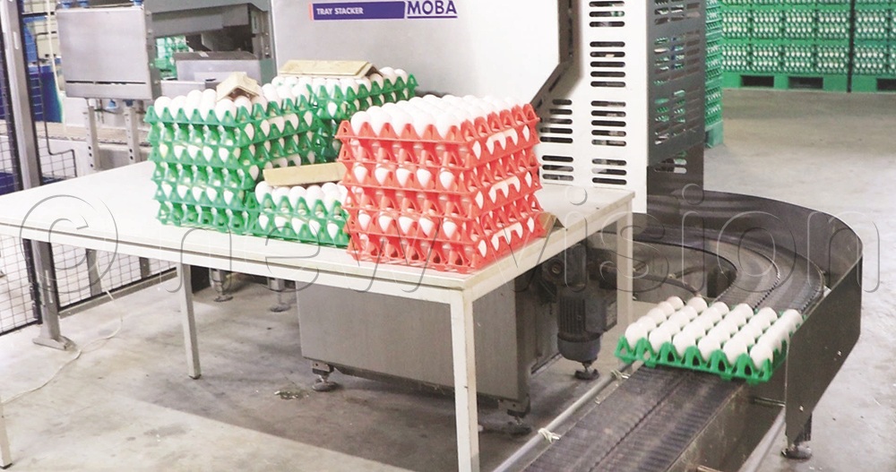 An automated egg packing system  at Angel Eggs in the Netherlands.