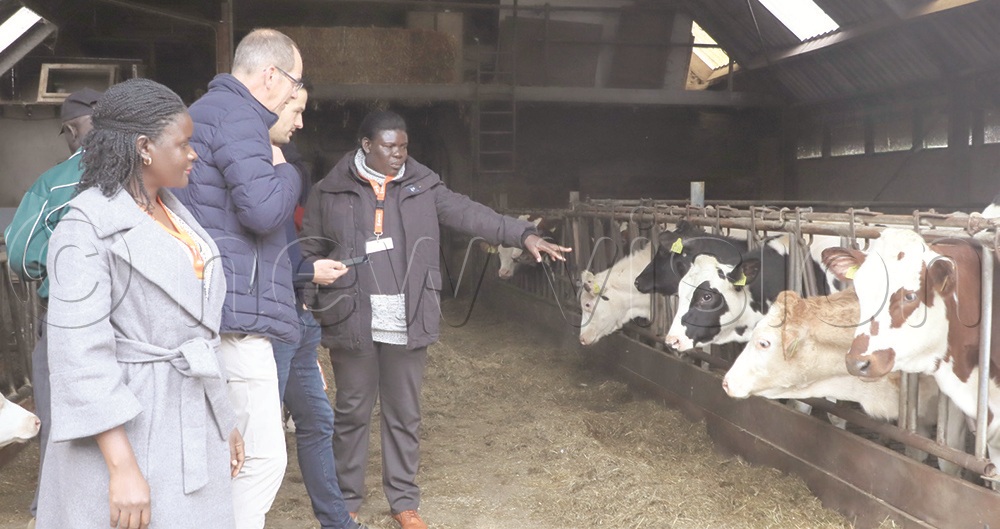 Martha  Namabiro  Matovu  (foreground,  left) and  Joyce Omiat  (right)  visiting a  dairy farm in  Friesland.