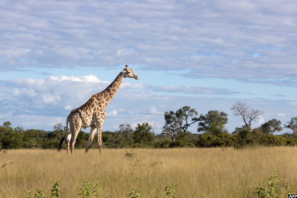 Toddler killed in rare giraffe attack in South Africa New Vision Official