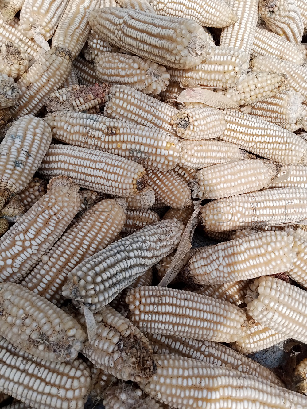 UNBS roots for grain quality standards Bukedde Online Amawulire