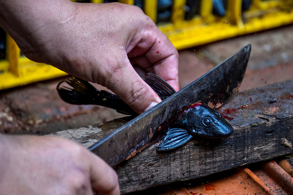 In this photo taken on May 5, 2026 an officer chops up a suckermouth catfish caught from a river as part of a local government program to eradicate the invasive species in Jakarta. (Photo by BAY ISMOYO / AFP)