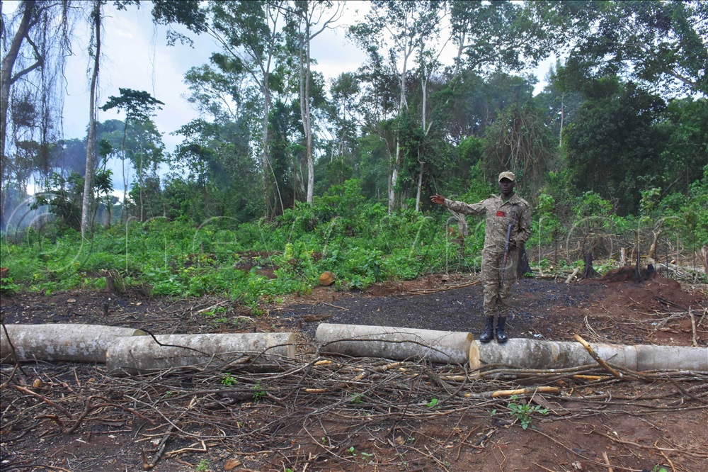 A ranger from the Uganda Wildlife Authority showing the magnitude of tree cover lost to encroachment and deforestation in Bugoma central forest reserve.