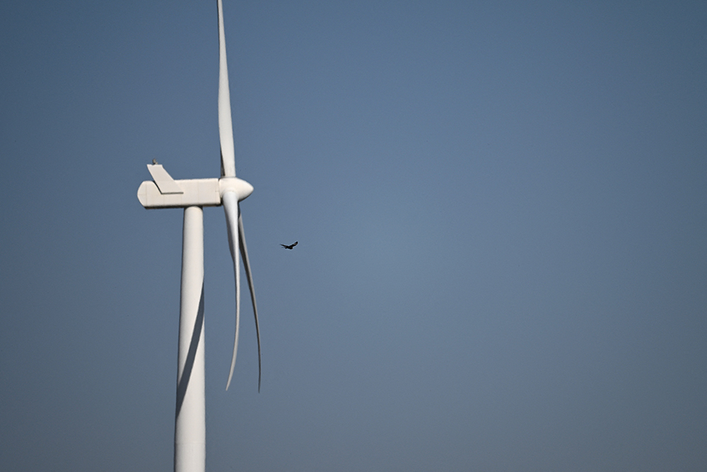 An endangered Black Harrier flies in the vicinity of a wind turbine at Hopefield Wind Farm, where some wind turbines blades have been painted with red stripes to make them more visible to birds to prevent bird-strikes, in Hopefield on October 10, 2025. (AFP)