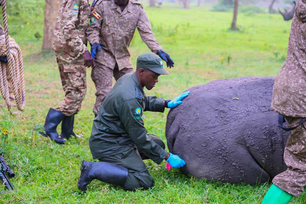 A ranger attending to one of the rhinos at Ziiwa wildlife sanctuary on Tuesday as Uganda Wildlife Authority flagged off the first rhino translocation to Kidepo Valley National Park.