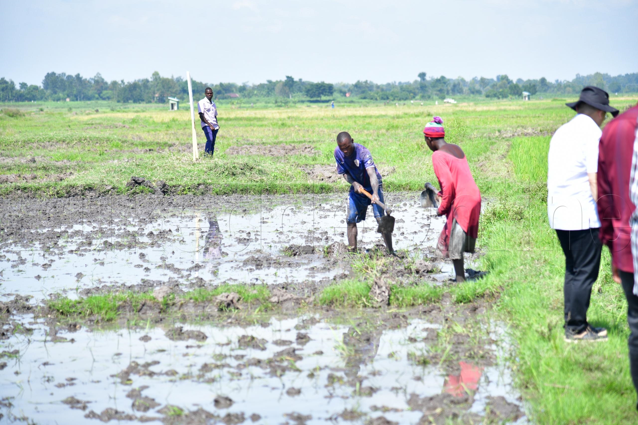 Abamu ku balimi b'omuceere mu bitundu bye Butaleja