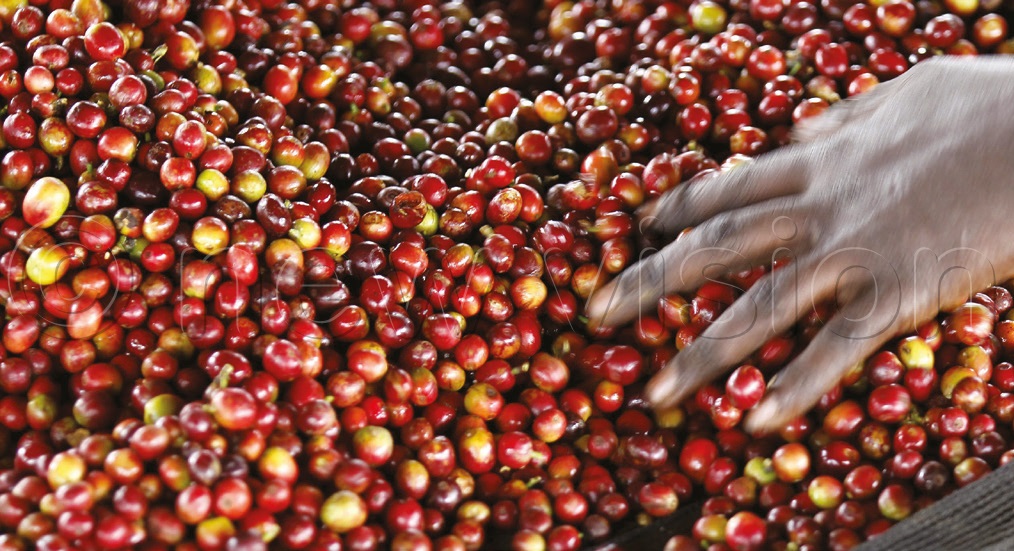 Coffee is one of Uganda&rsquo;s biggest exports
