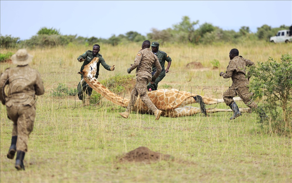 Vets and UWA rangers dashing to get hold of the giraffe before crashing its head on the ground after being darted.