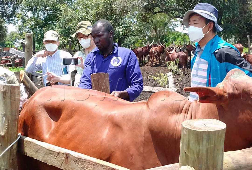 Koreans root for improved care and management of Uganda’ dairy cattle