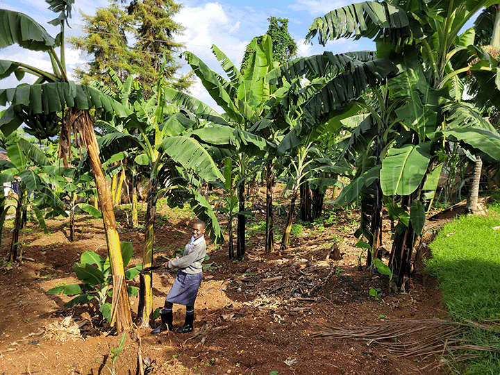 Emmere Ya Matooke Gye Balima.