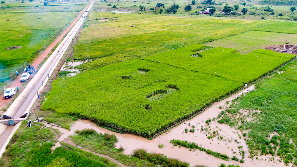 Rice fields at Acomai. PPU photo