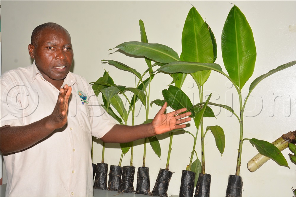 Dr Alex Barekye, the Program Leader National Banana Research Program explains about new variety of banana plants at National Agriculture Research Organisation/NARO in Kampala on April 3, 2025. 