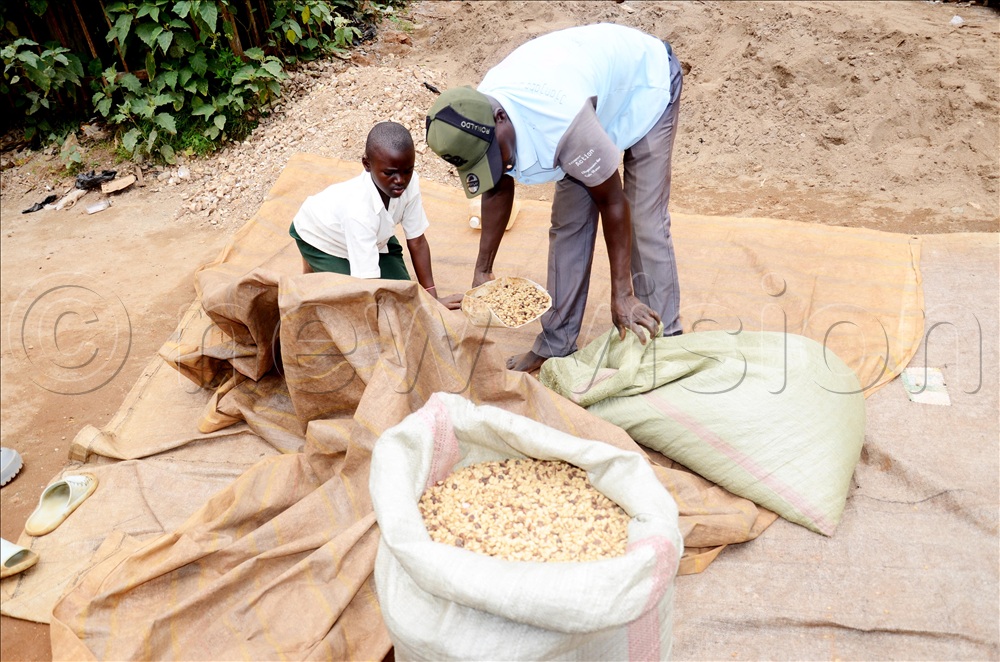 Paul Webhukulu drying his coffee on a taplin with his child at Bukenesa, Busulwa trading centre in Tsekukulu sub-county in Namisindwa on Friday.