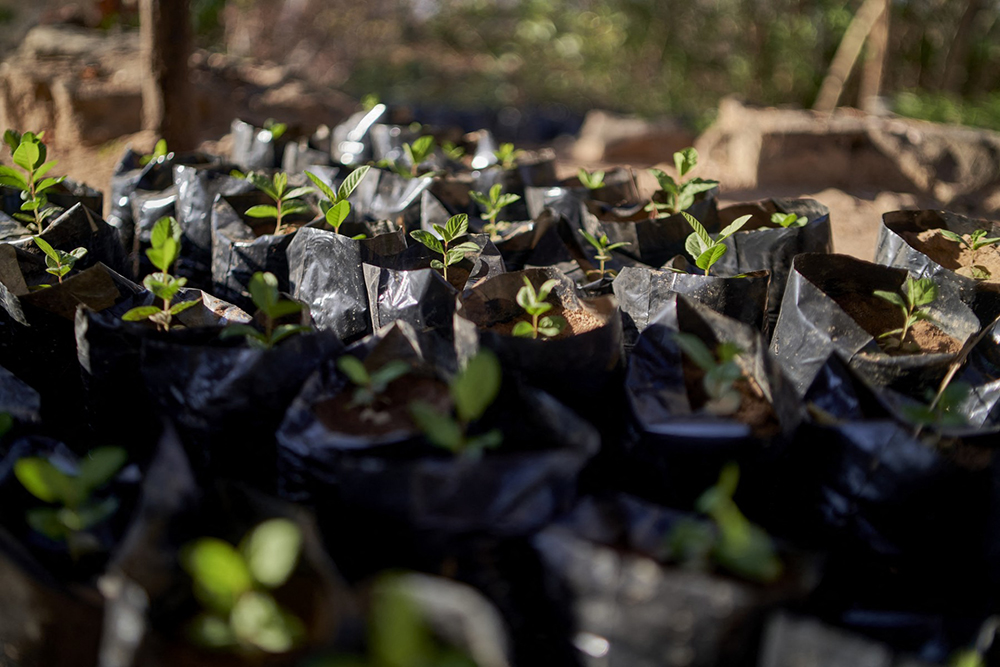 Tree plants photographed in a nursery on June 10, 2023 at a Carbon Green Africa camp for the Kariba Redd+ project in Binga, Zimbabwe. (AFP)