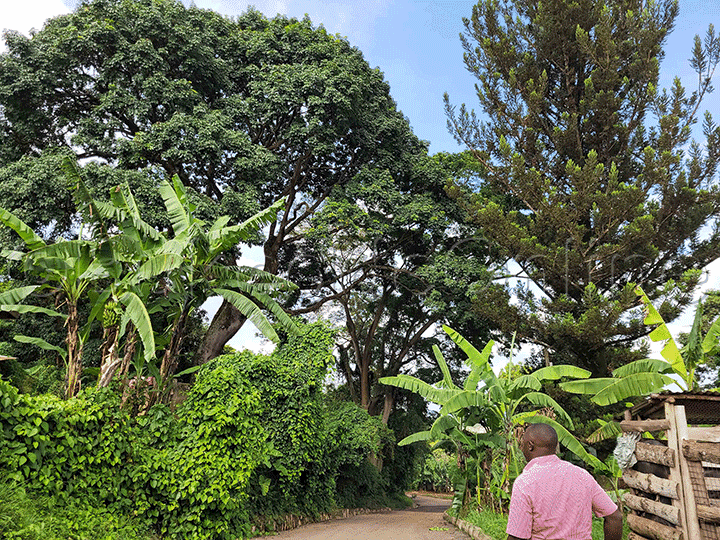 Egimu Ku Miti Emikadde Egyasooka Ku Ssomero.