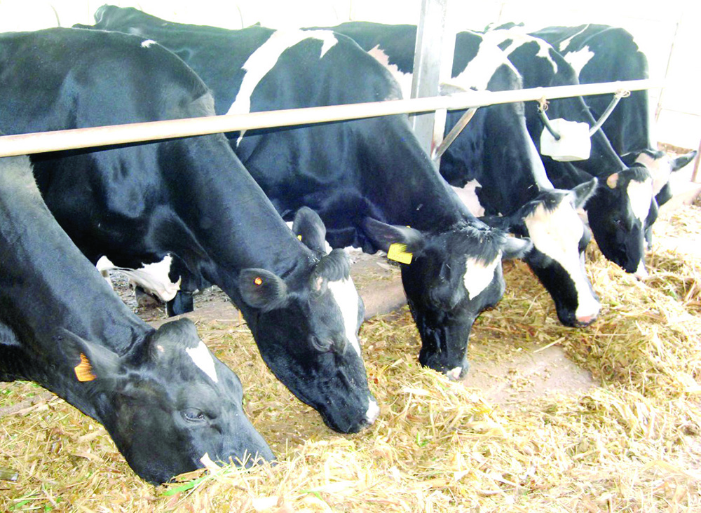 Cattle compensation is the other major issue that voters in Lira and Kole singled out, noting that it cuts across Lango sub-region.