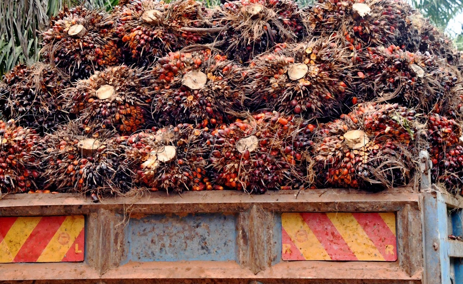 Uganda saves sh195b through local cooking oil production New Vision