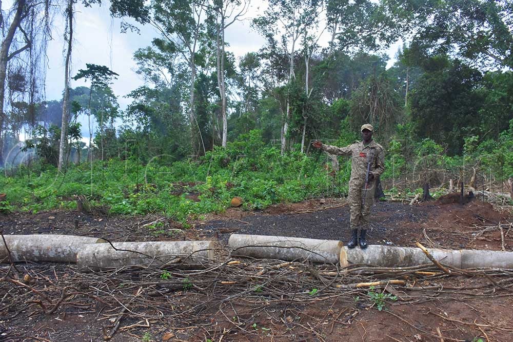 A ranger from the Uganda Wildlife Authority showing the magnitude of tree cover lost to encroachment and deforestation in Bugoma Central Forest Reserve.