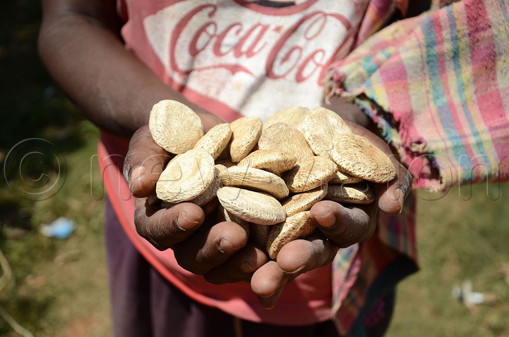 Some of the oyster nuts after being harvested. (Credit: Lawrence Mulondo)
